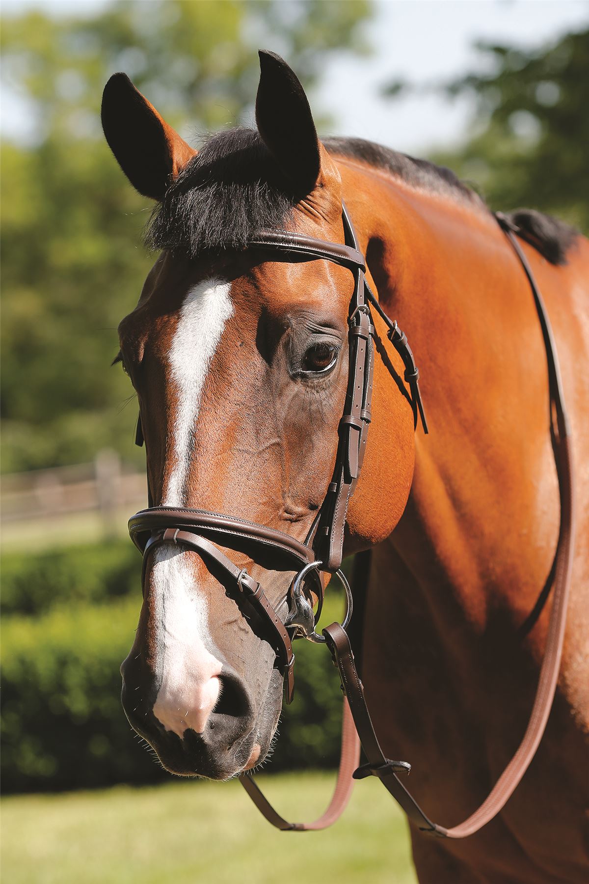 JHL Flash Bridle - Just Horse Riders