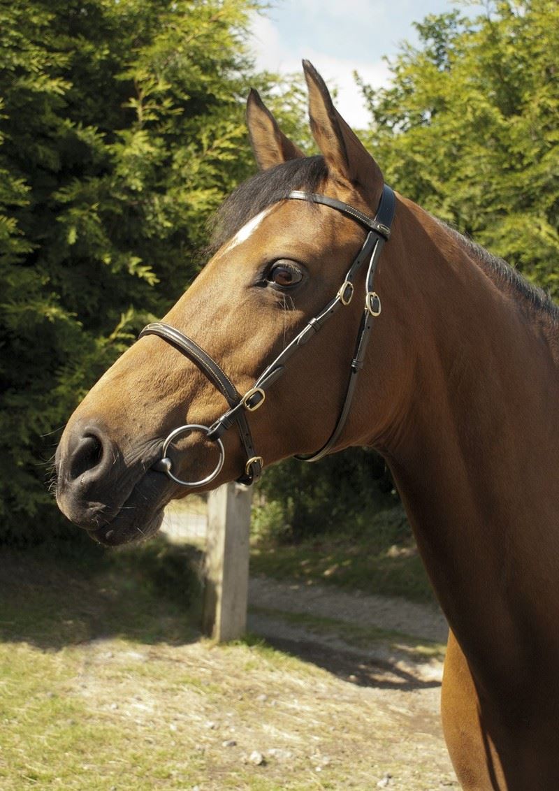 Heritage In-Hand Bridle - Just Horse Riders