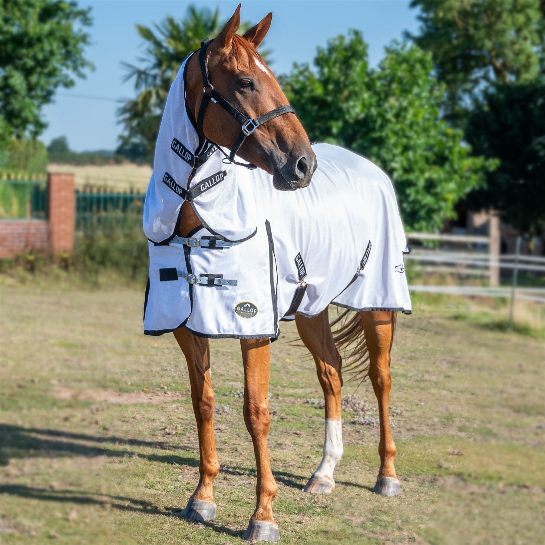 GALLOP EQUESTRIAN FLY MESH COMBO RUG for comprehensive fly protection