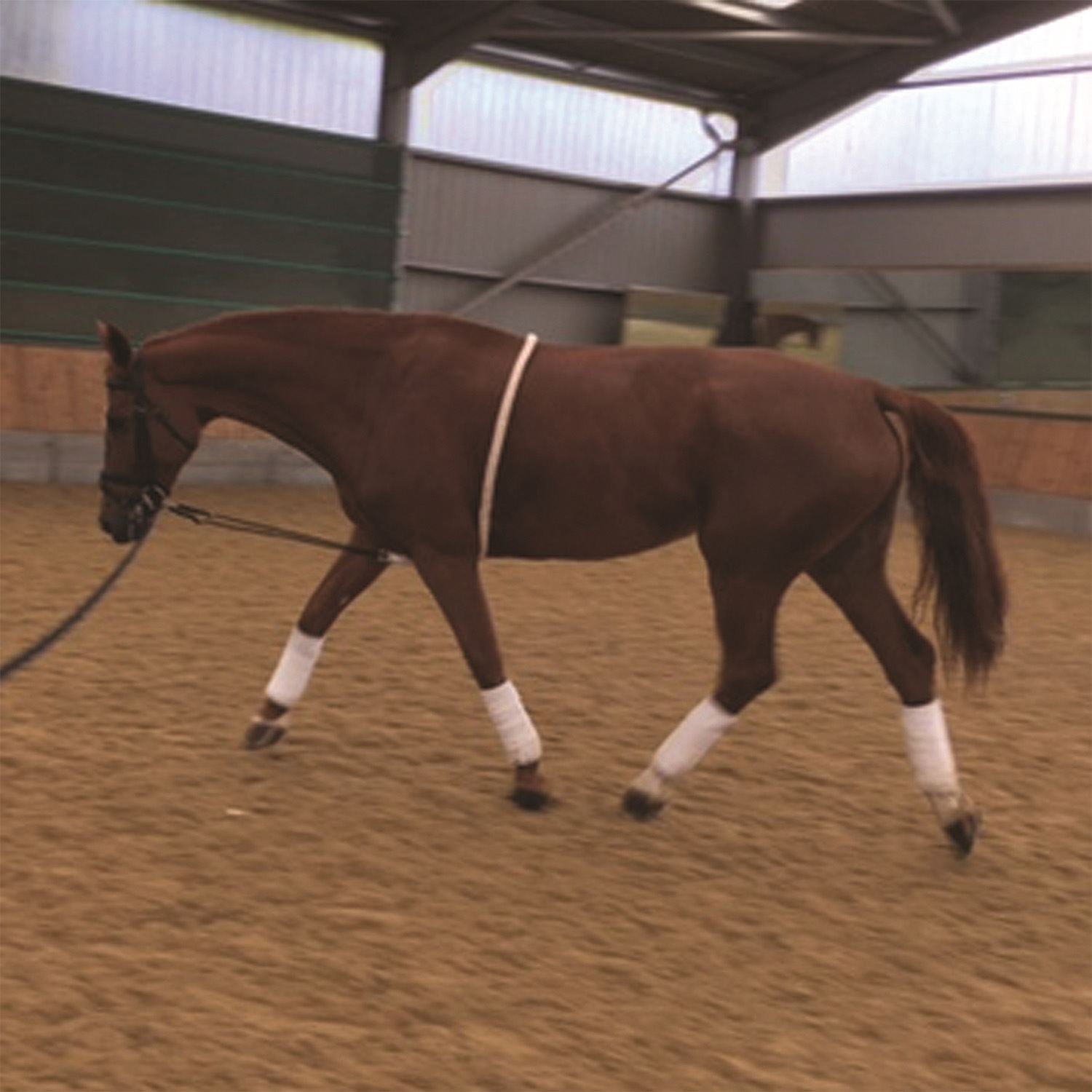 Mark Todd Lunging Aid - Just Horse Riders