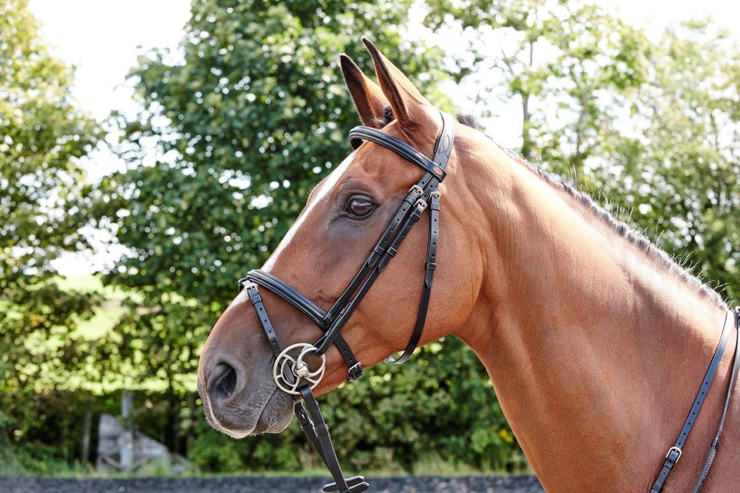 Whitaker Flash Bridle Barton - Just Horse Riders