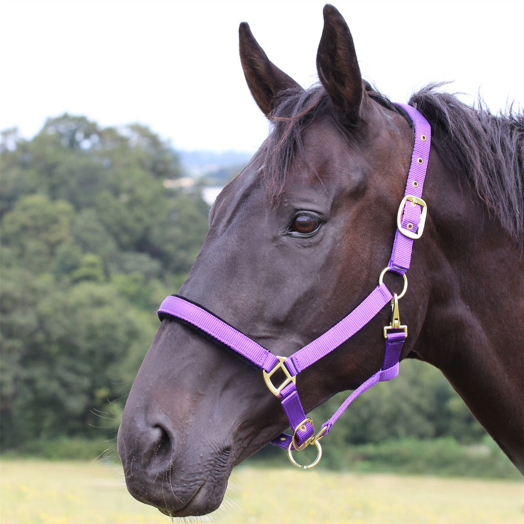 Gallop Equestrian Padded Headcollar - Just Horse Riders