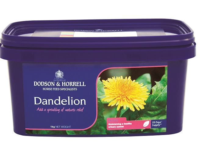 Dodson & Horrell Dandelion - Just Horse Riders