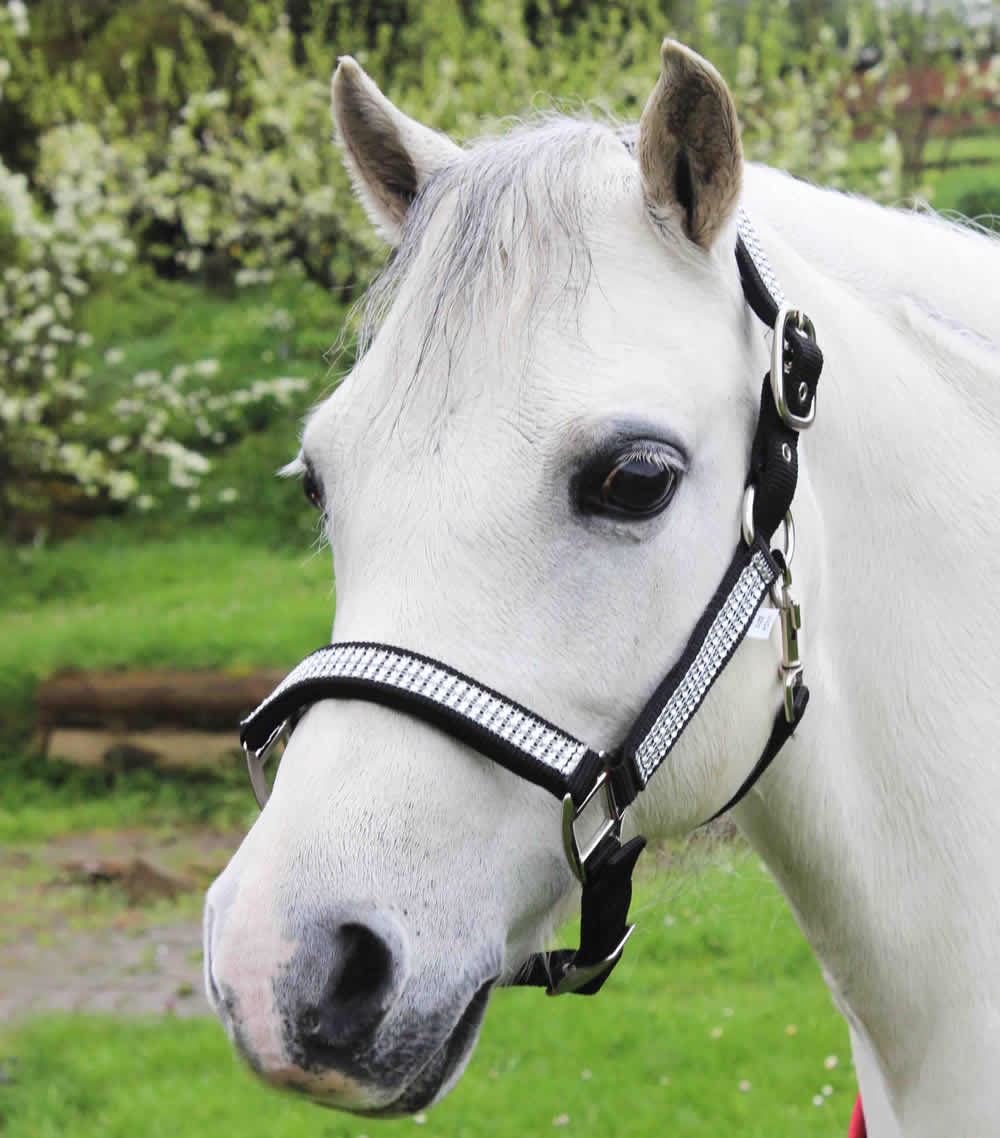 Gallop Equestrian Diamante Padded Headcollar - Just Horse Riders