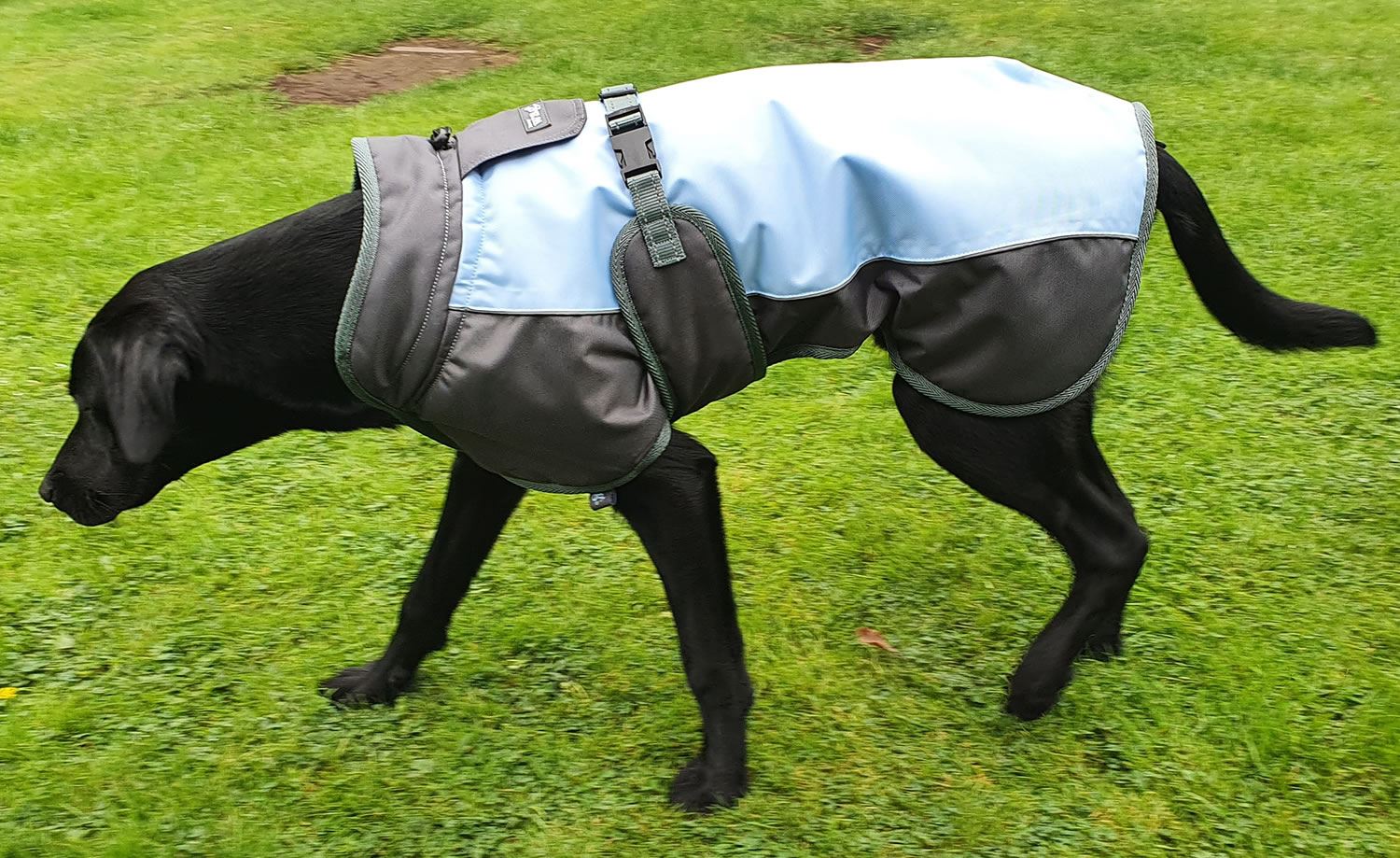 Henry Wag Waterproof Dog Coat - Just Horse Riders
