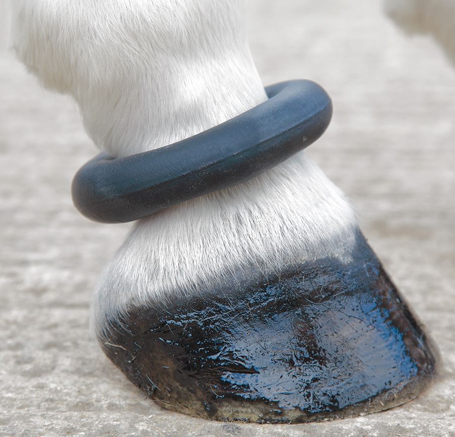 Shires Fetlock Ring - Just Horse Riders
