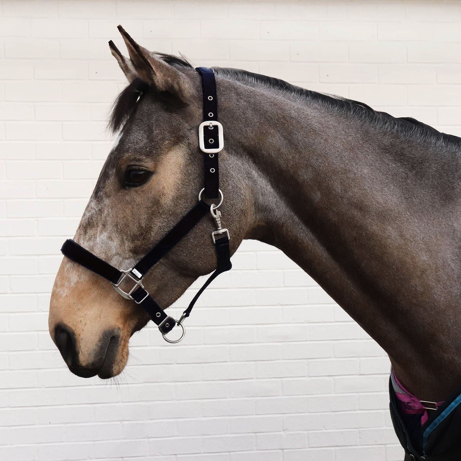 Perry Equestrian Luxury Padded Headcollar - Full - Just Horse Riders