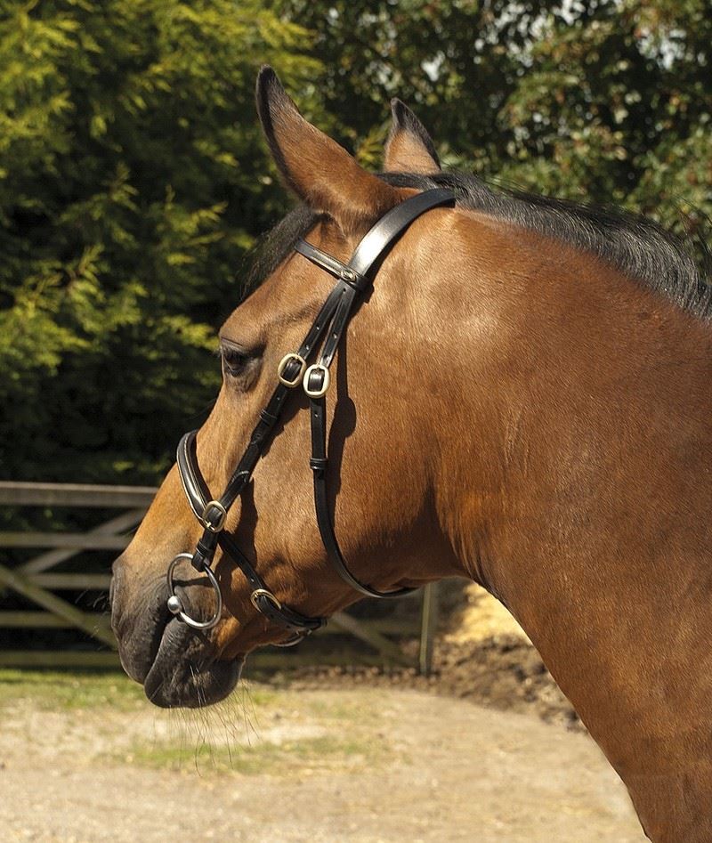 Heritage In-Hand Bridle - Just Horse Riders