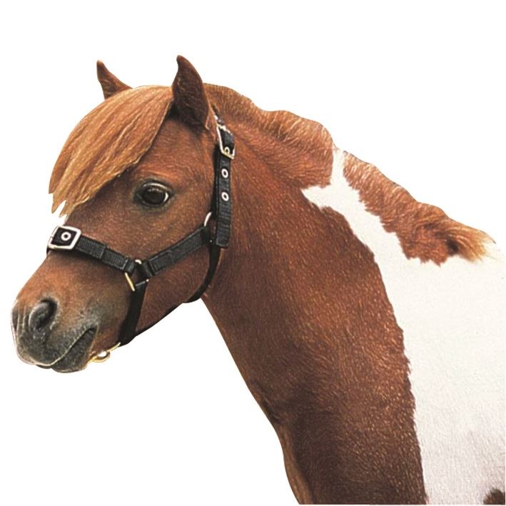 Roma Nylon Headcollar - Just Horse Riders
