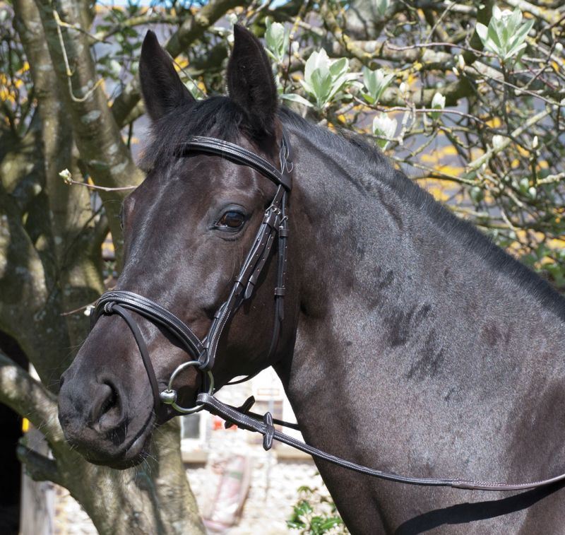 Rhinegold Elegance Stitched Flash Bridle - Just Horse Riders
