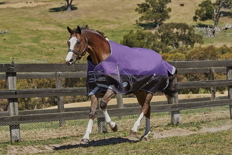 Weatherbeeta Comfitec Plus Dynamic Standard Neck Medium - Just Horse Riders