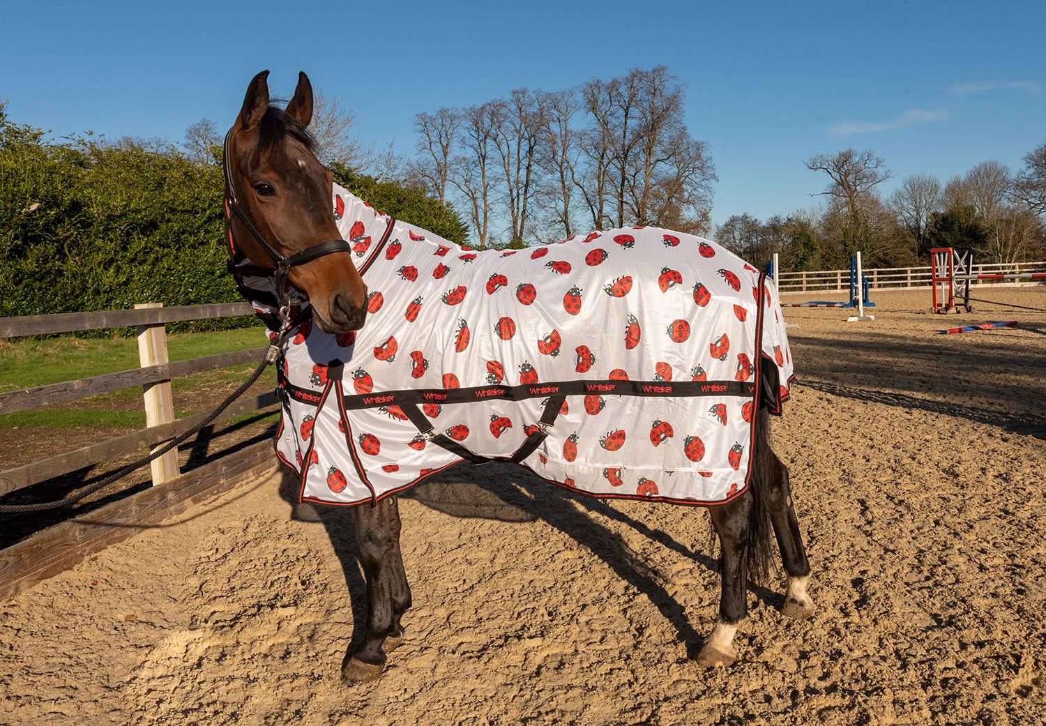 Whitaker Ladybird Fly Rug - Just Horse Riders