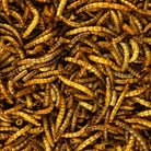 Winstons Premium Dried Mealworms - Just Horse Riders