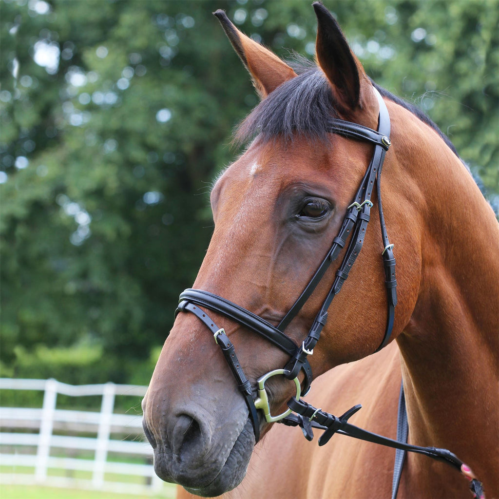 Gallop Equestrian Padded Bridle + Rubber Reins - Just Horse Riders