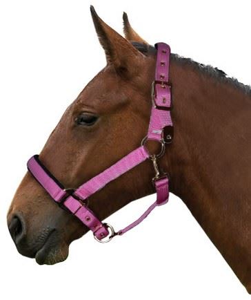 Gallop Equestrian Heavy Duty Padded Headcollar With Free Fly Fringe - Just Horse Riders