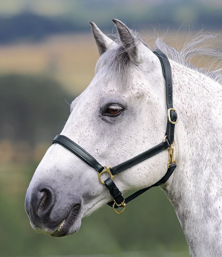 Shires Blenheim Ragley Lined Leather Headcollar - Just Horse Riders